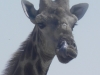 lustige-giraffe-etoscha-funny-giraffe-etosha