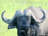 bueffel-chobe-nationalpark