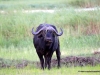 bueffel-mahango-nationalpark
