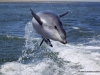 delphin-in-walvis-bay
