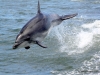 delphin-walvis-bay