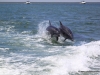 delphine-walvis-bay