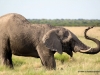 elefant-etoscha-nationalpark
