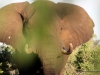 elefant-mahango-nationalpark