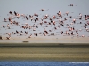 flamingos-walvis-bay