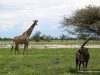 giraffe-oryx-etoscha-nationalpark