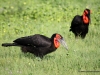 hornraben-chobe-nationalpark