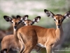 impalas-etoscha-nationalpark