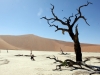 kameldornbaum-dead-vlei