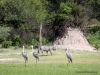 klunkerkranich-mahango-nationalpark