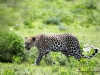 leopard-etoscha-nationalpark