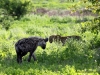 leopard-hyaene-etoscha-nationalpark