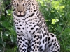 leopard-im-etoscha-nationalpark