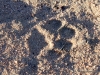 leopardenspur-cederberge