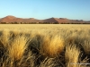 namib-nach-regenfaellen