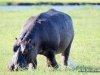 nilpferd-chobe-nationalpark