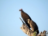 ohrengeier-und-weissrueckengeier-chobe-nationalpark