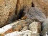 brandberg_1