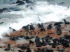 capecross_2
