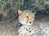 cheetah_3