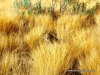 chetaah_1