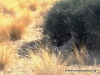 chetaah_4