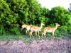 chobe_1