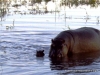 chobe_2