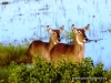 chobe_3