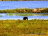 chobe_4