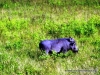 chobe_5