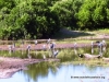 chobe_6