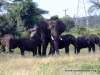 chobe_7