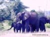chobe_8