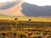 desert_1
