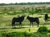 etosha_1
