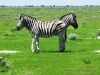 etosha_10