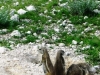 etosha_11