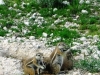 etosha_12