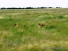 etosha_14