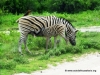 etosha_16