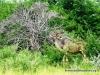 etosha_17