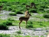 etosha_18
