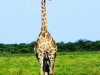 etosha_19