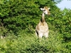 etosha_2