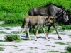 etosha_20