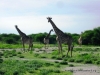 etosha_21