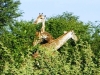 etosha_3