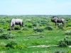 etosha_5