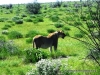 etosha_6